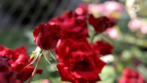 Beautiful Ambient  for Meditation, Yoga, Mindfulness & Re...
