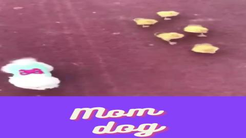 little dog considers himself a mother of ducklings :)