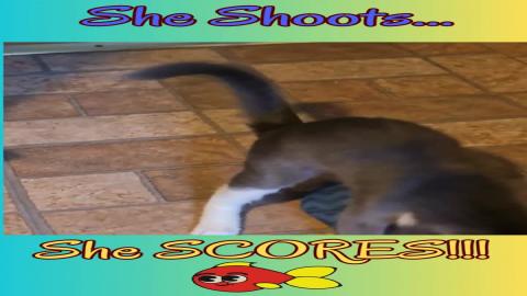Basketball (Harley style) #HarleysAdventure #cattoys  #ki...