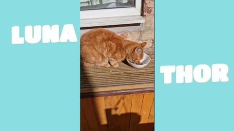 Elvis talking back to me