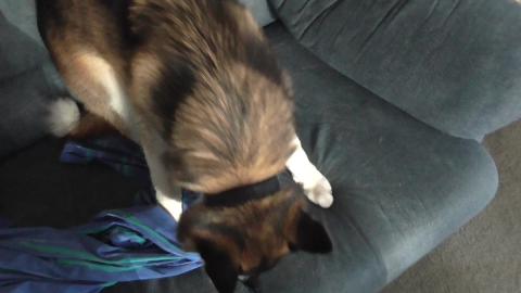 Puppy Malamute is home after being castated