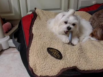 maltese chewing her plastic toy bone
