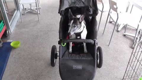 Taking Lilly, the Tenterfield Terrier for her walk