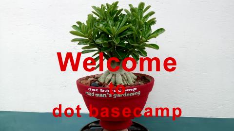 Pasting Surgery to Make Giant Caudexed Adenium