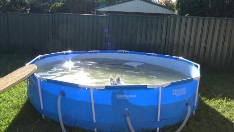 Husky goes for a paddle all by herself