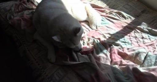 Husky diet fail when daddy gives big bones