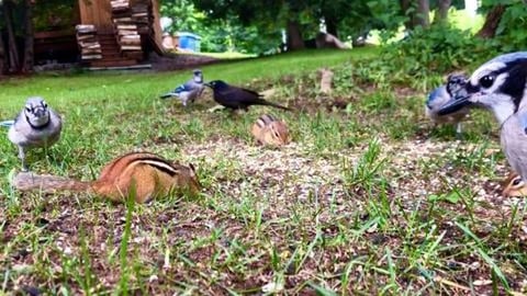 Vegan Party with Steve, the Chipmunks, the Blue Jays & th...