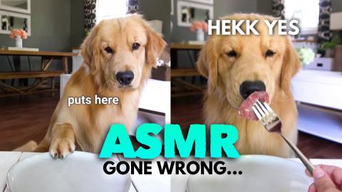 ASMR Dog Reviewing Different Types of Food - Tucker Taste...