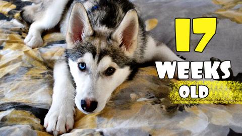 17 Weeks Old Husky Puppy: Day by Day | Funny Dogs Video  ...