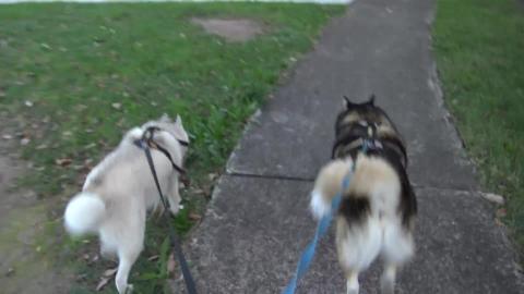 Glen (Hu-dad),Wolf (Malamute), Tikaani (Siberian Husky) o...
