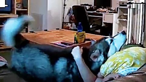 Nanny Cam | Malamute Scent Marks Nanny & Tickles Her
