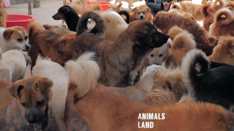 Cute cats Cute kitten and Cute Dogs Video Compilation 08A...