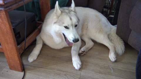 Dear Tonka, from Tikaani and Wolf (beware loud noises)