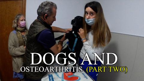 Percy the Labrador and Osteoarthritus Part 2