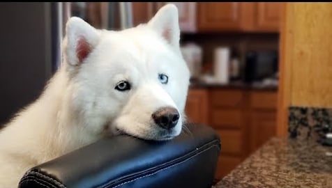Clever Husky | Caught On Camera | Uses Chair To Climb On ...