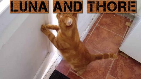 Elvis Next Door Neighbours Kitten Also Understrand What I...