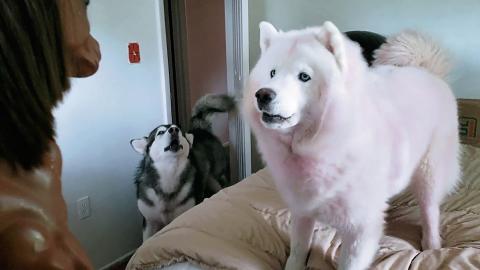 My Dogs | Jealous Of Toy Horse | Try Not To Laugh