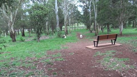Running around off leash FREEEDOOOMMMmmmm