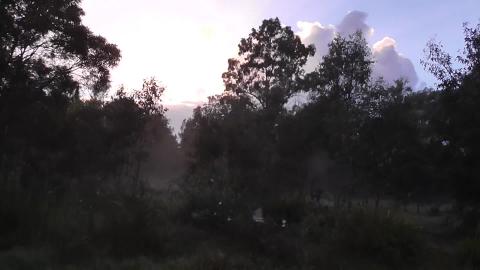 Malamute & Husky lost in fog