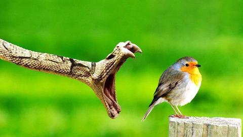 Top 7 Most Venomous Animals