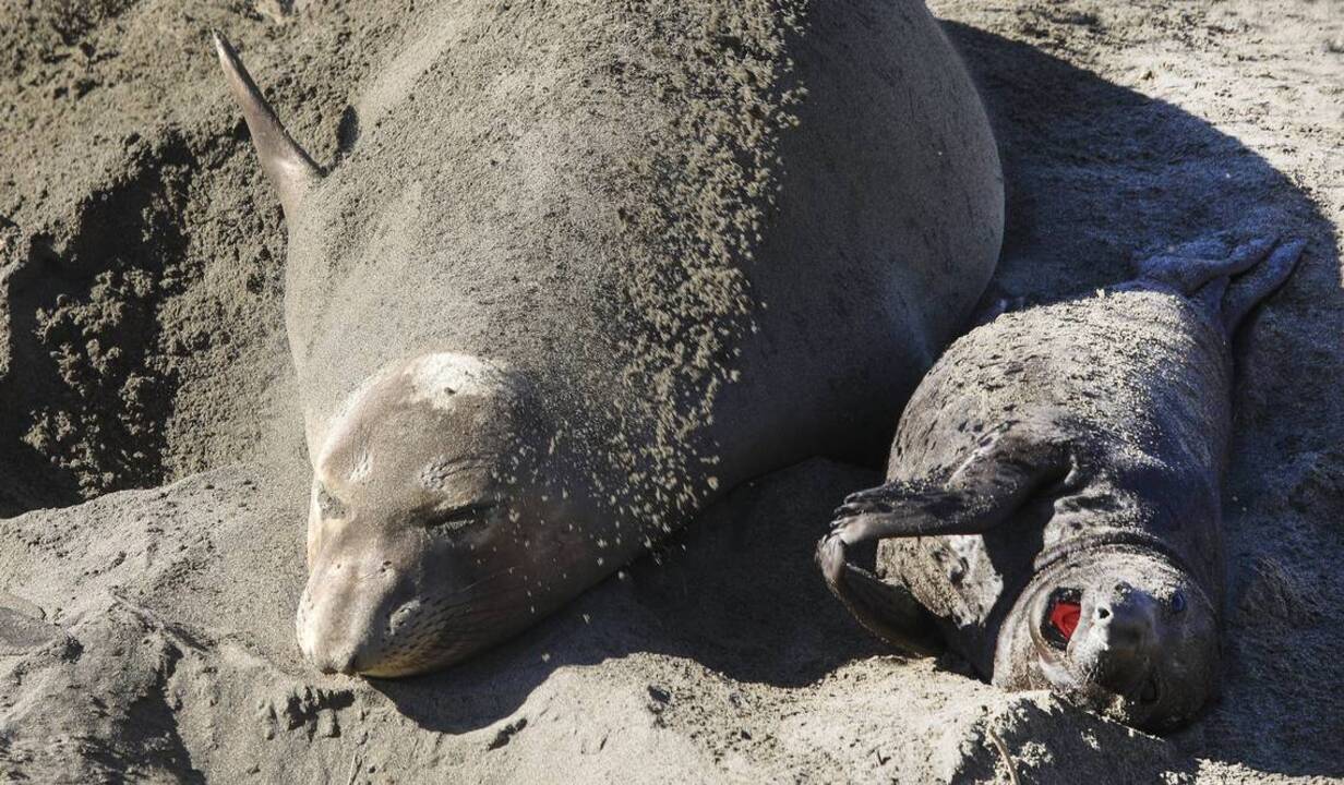 Stranded elephant pup seal rescued after hikers heard her barking from
