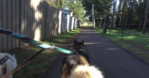 Peaceful outing, few people and dogs hare