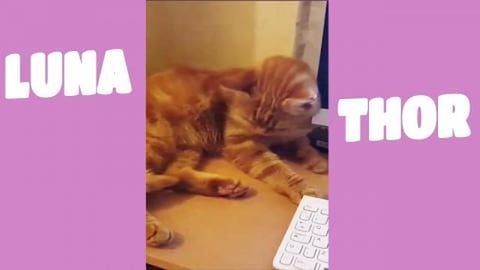 Elvis the ginger kitten 