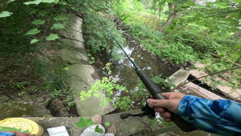 getting minnow