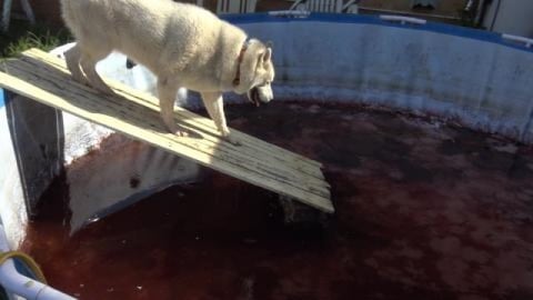 Huskies made it home & house behind is getting roof repai...