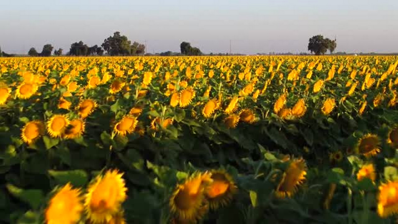 Amazing, soaring views of bright sunflower fields in Yolo County near