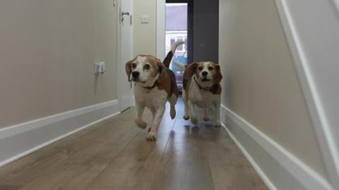 Funny Dogs reaction to Opening the Fridge