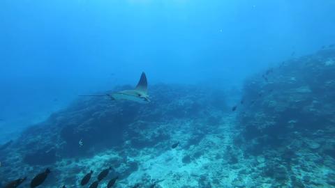  underwater fish hunting
