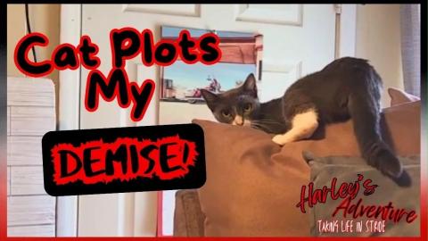 Harley’s Side-Eye Stare | Curious Cat Climbs Mt. Pillow...
