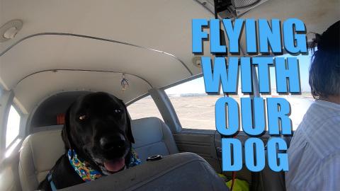 Pleasure flight with our dog