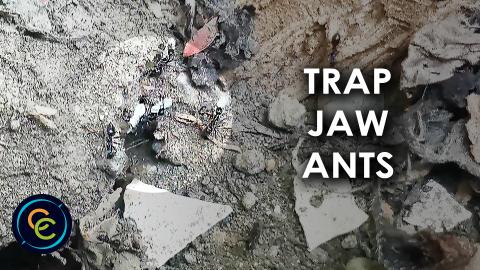 Busy trap-jaw ants carrying their eggs out from the soil ...