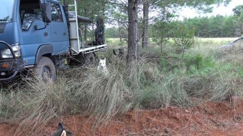 We went too see sled dogs racing