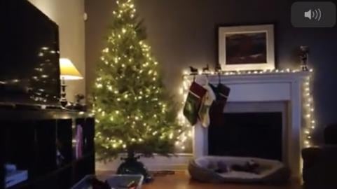 Decorating the Christmas Tree with Lola 