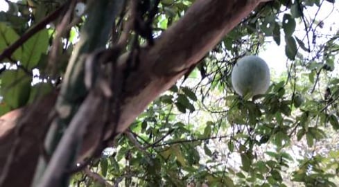 50 Ash Gourds each 5 kgs climbing in one tree.. Have you ...