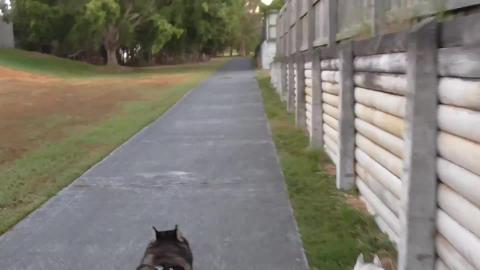 Stanley comes to play with Husky