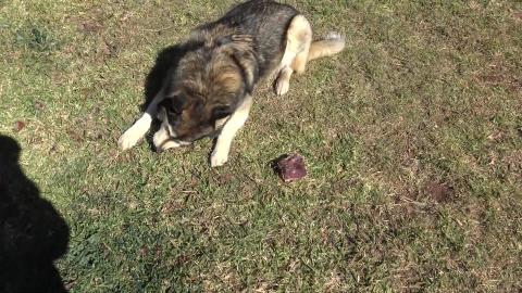 Wolf & Tikaani get their teeth brushed