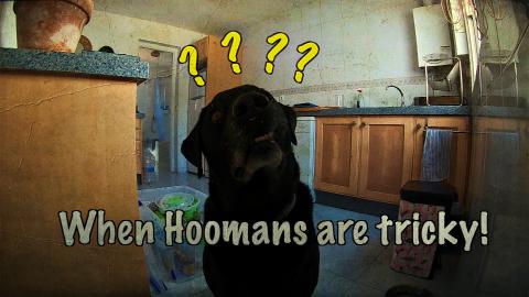 Something is going on at Percy the Labradors House