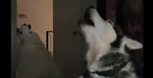 Howling For His Pack to come Home