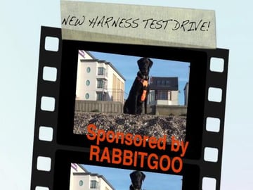 Percy Tries out the Rabbitgoo Harness