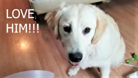 Golden Retriever Dog Gives Puppy His New Toy!