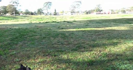 Huskies in North Toowoomba looking at abandoned cars, hou...