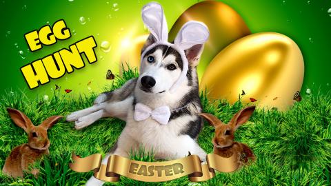 Husky Easter Egg Hunt | Funny Dogs Video