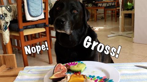 Percy the Labrador does a Taste Test June 2021