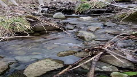 ASMR: Forest Stream in Spring - After the Melt