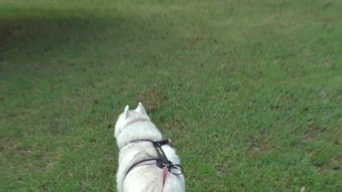 Husky wasn't up to chasing Rabbits today