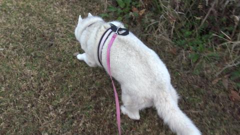 Husky Tikaani is so happy today for some reason